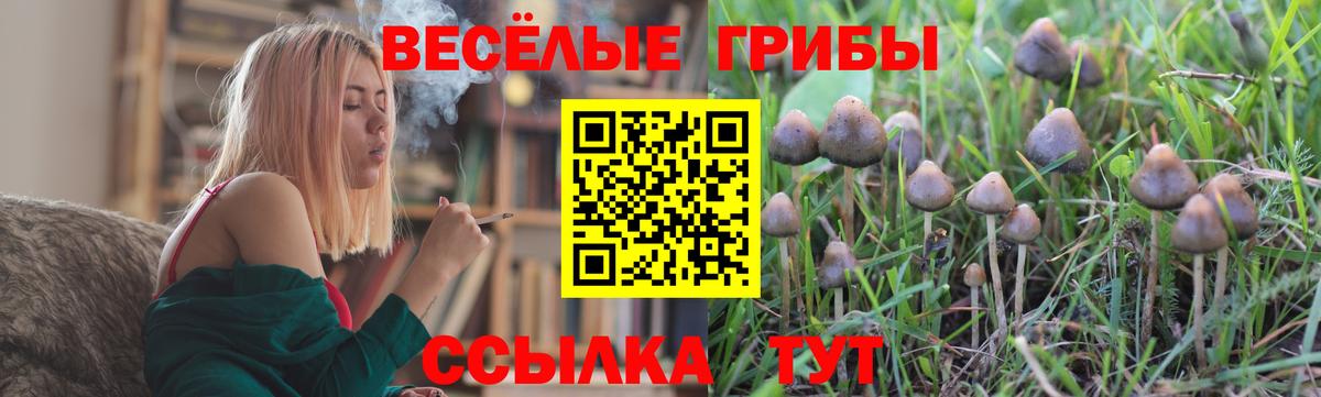 Галлюциногенные грибы Psilocybe Чайковский